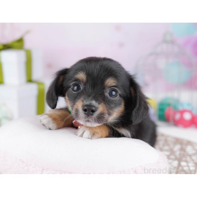 販売中の神奈川県のチワックス:チワワ×ミニチュアダックスフンド-438714の12枚目