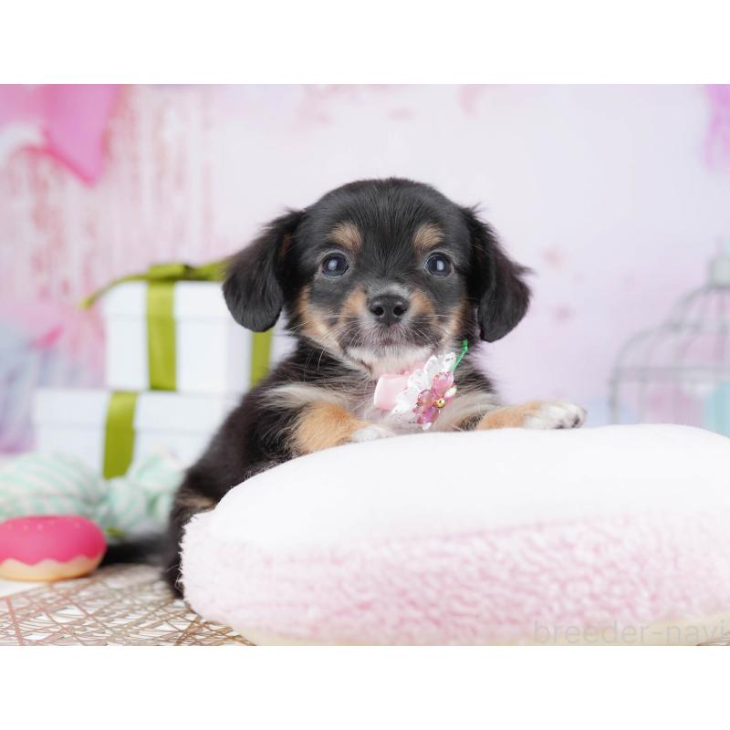 販売中の神奈川県のチワックス:チワワ×ミニチュアダックスフンド-438714の11枚目