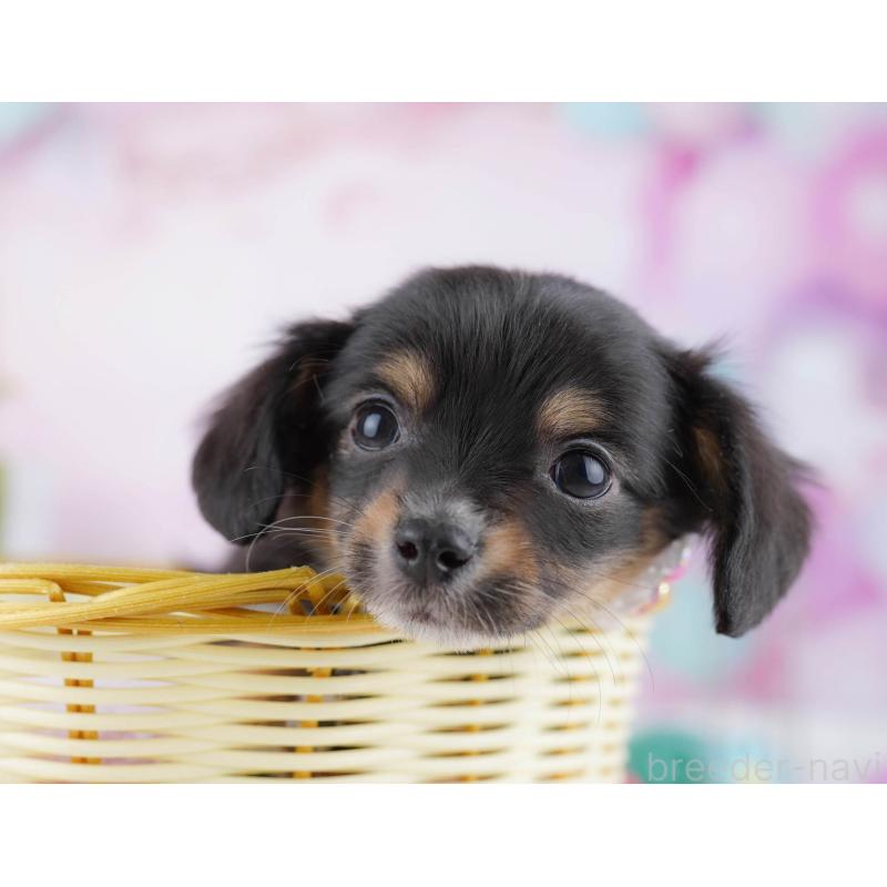 販売中の神奈川県のチワックス:チワワ×ミニチュアダックスフンド-438714の10枚目