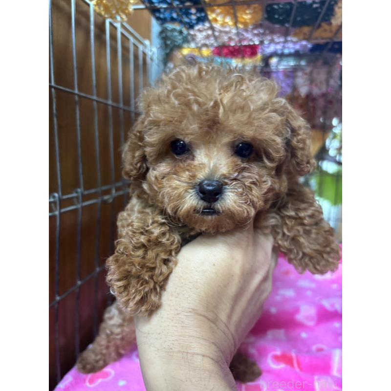 商談中の沖縄県のトイプードル-430469の3枚目