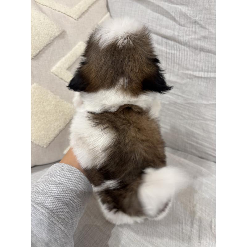 販売中の福岡県のシーズー-438716の3枚目