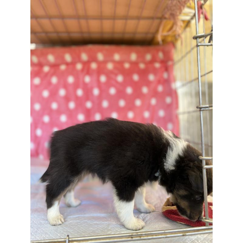 販売中の静岡県のシェットランドシープドッグ(シェルティ)-438717の8枚目