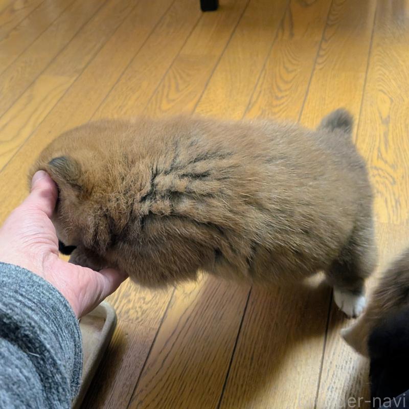 販売中の秋田県の柴犬-438718の5枚目