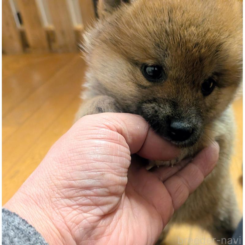 販売中の秋田県の柴犬-438718の4枚目