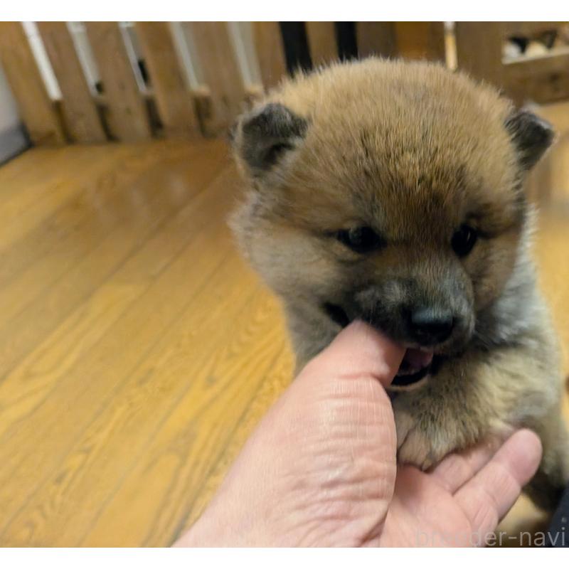 販売中の秋田県の柴犬-438718の2枚目