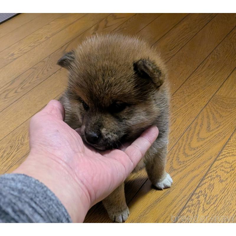 販売中の秋田県の柴犬-438719の5枚目