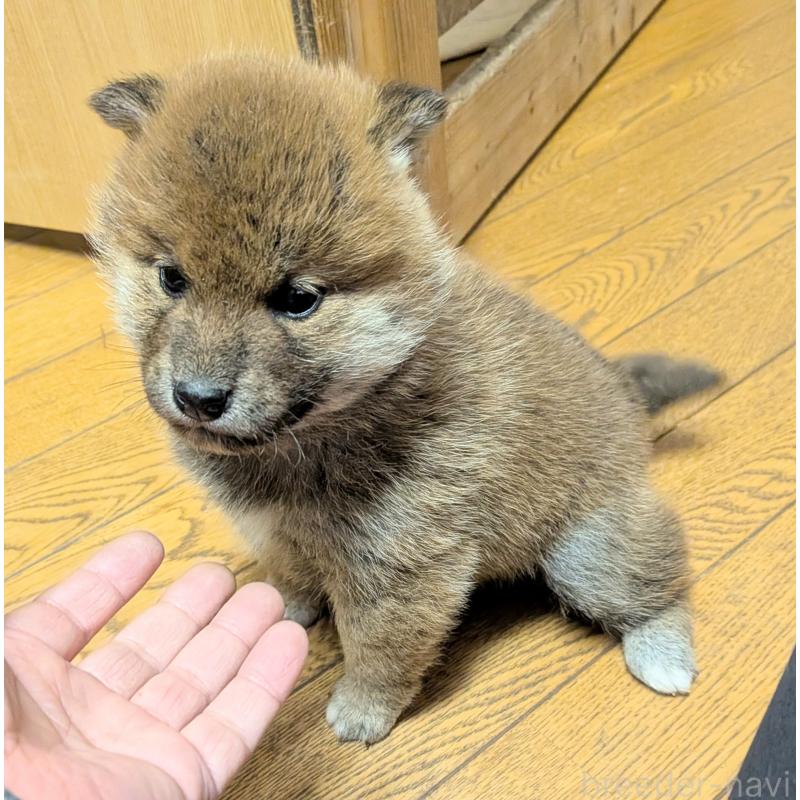 販売中の秋田県の柴犬-438719の4枚目