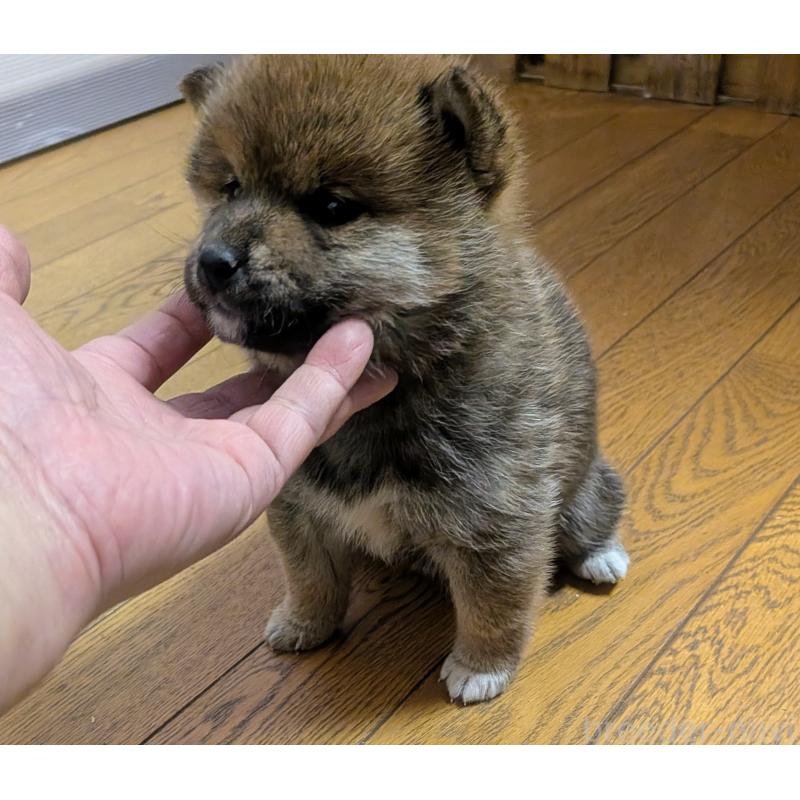 販売中の秋田県の柴犬-438719の3枚目