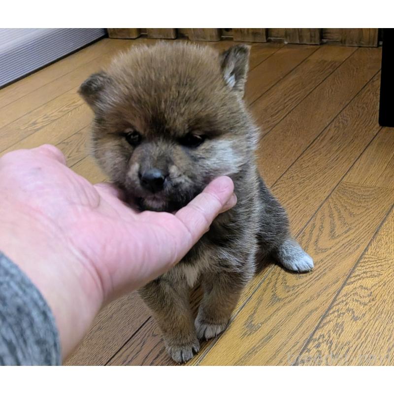 販売中の秋田県の柴犬-438719の2枚目