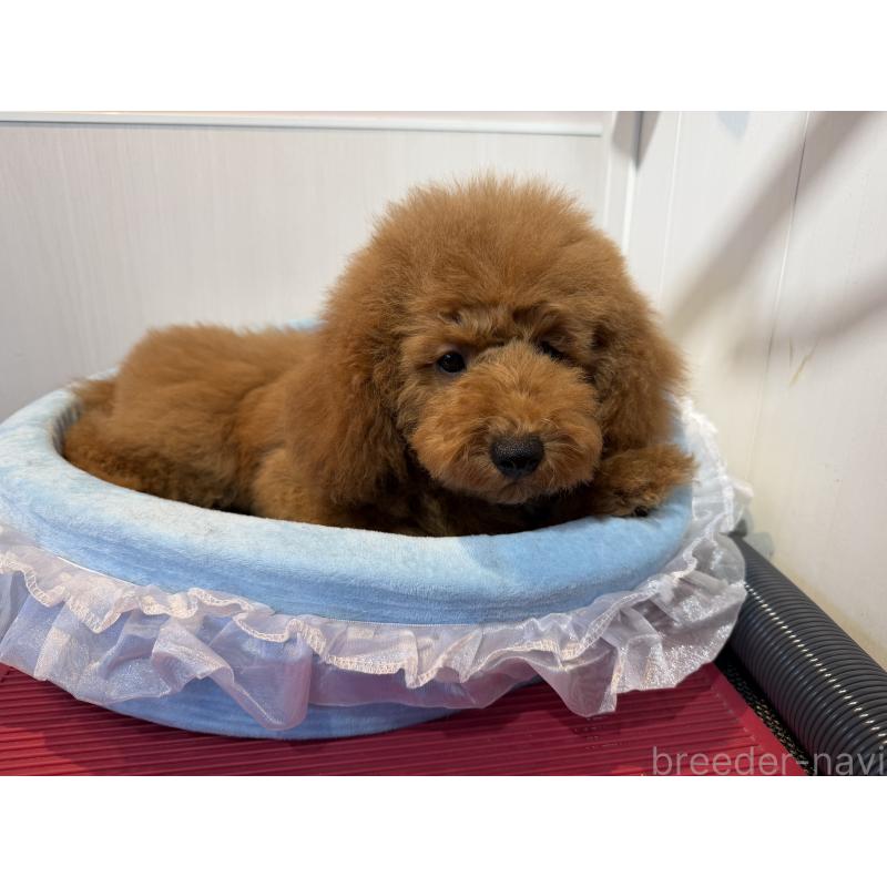 販売中の埼玉県のミディアムプードル-424978の4枚目