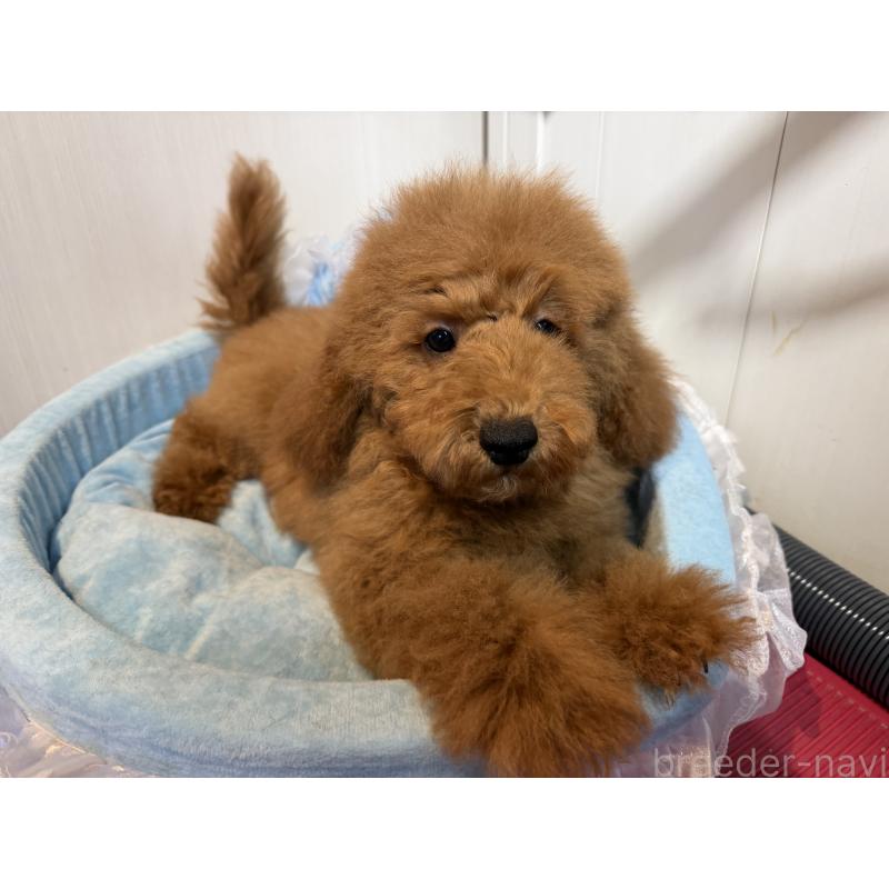 販売中の埼玉県のミディアムプードル-424978の3枚目