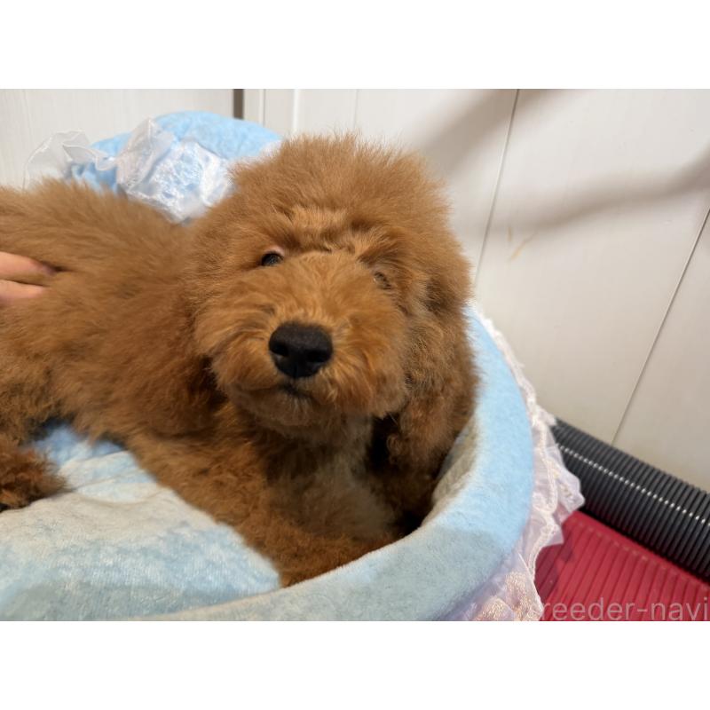 販売中の埼玉県のミディアムプードル-424978の2枚目