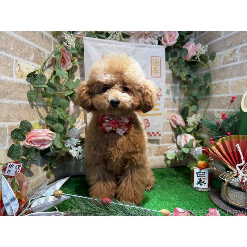 販売中の埼玉県のタイニープードル-397788の3枚目