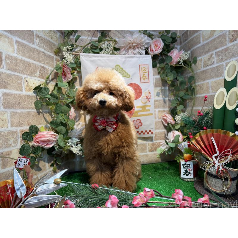 販売中の埼玉県のタイニープードル-397788の2枚目