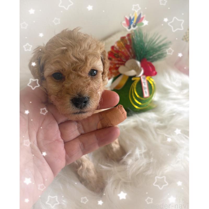 販売中の愛媛県のタイニープードル-438723の6枚目