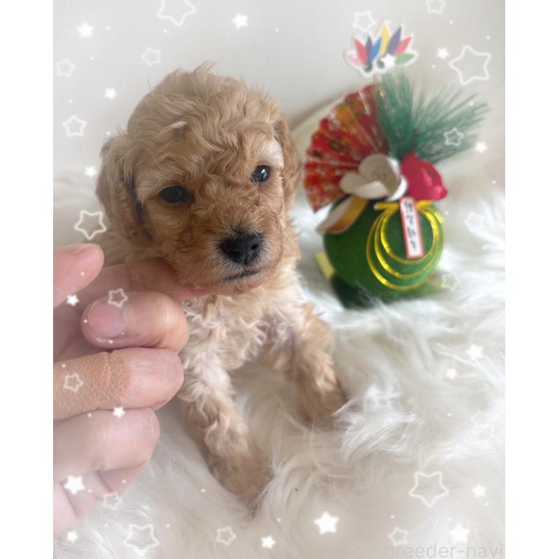 販売中の愛媛県のタイニープードル-438723の5枚目