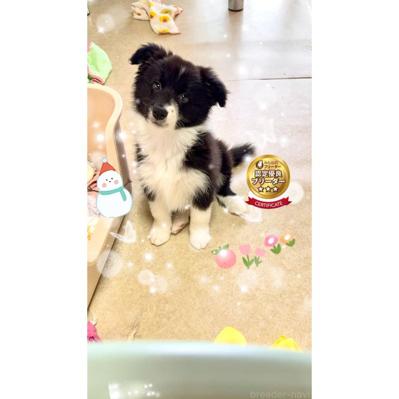 販売中の岐阜県のボーダーコリー-429852の1枚目