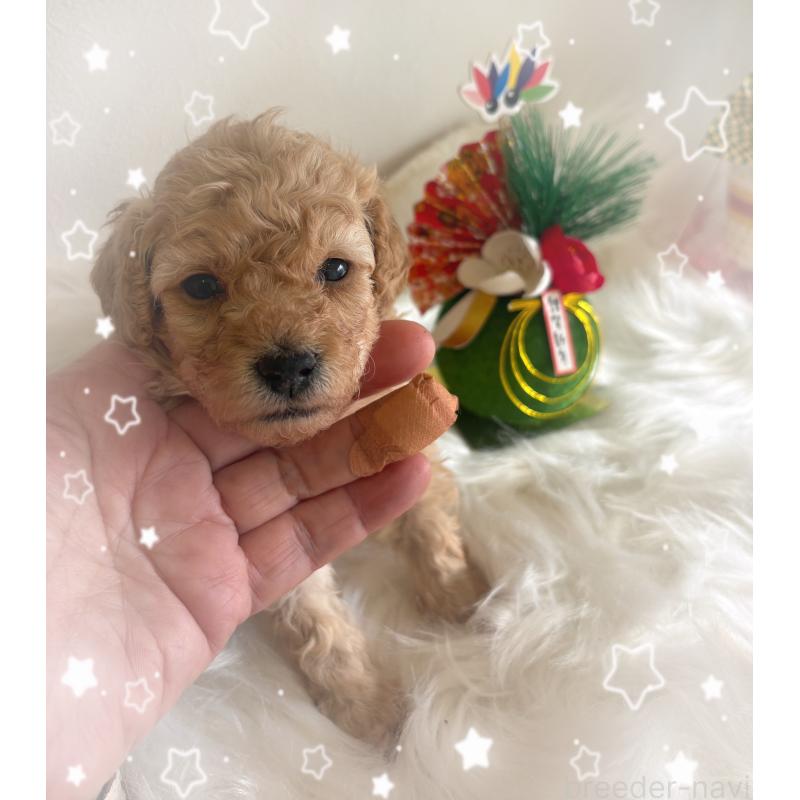 販売中の愛媛県のタイニープードル-438723の4枚目