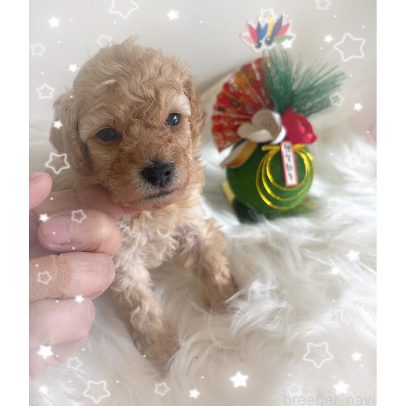 販売中の愛媛県のタイニープードル-438723の3枚目