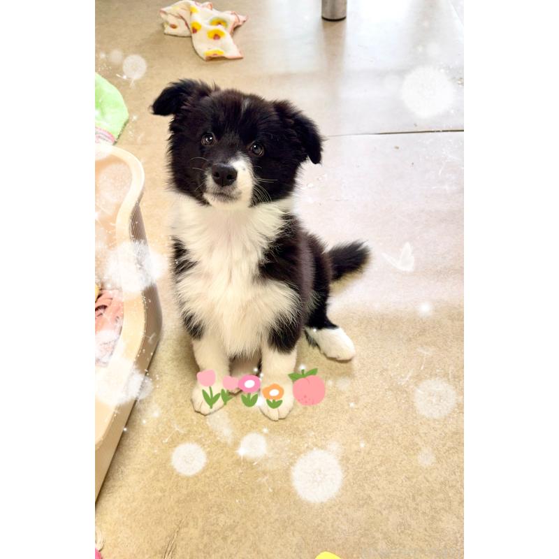 販売中の岐阜県のボーダーコリー-429852の9枚目