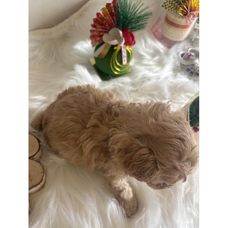 販売中の愛媛県のタイニープードル-438723の2枚目