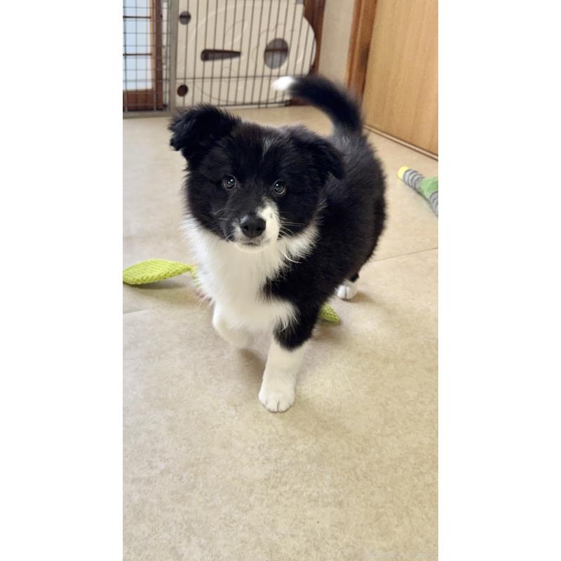 販売中の岐阜県のボーダーコリー-429852の8枚目