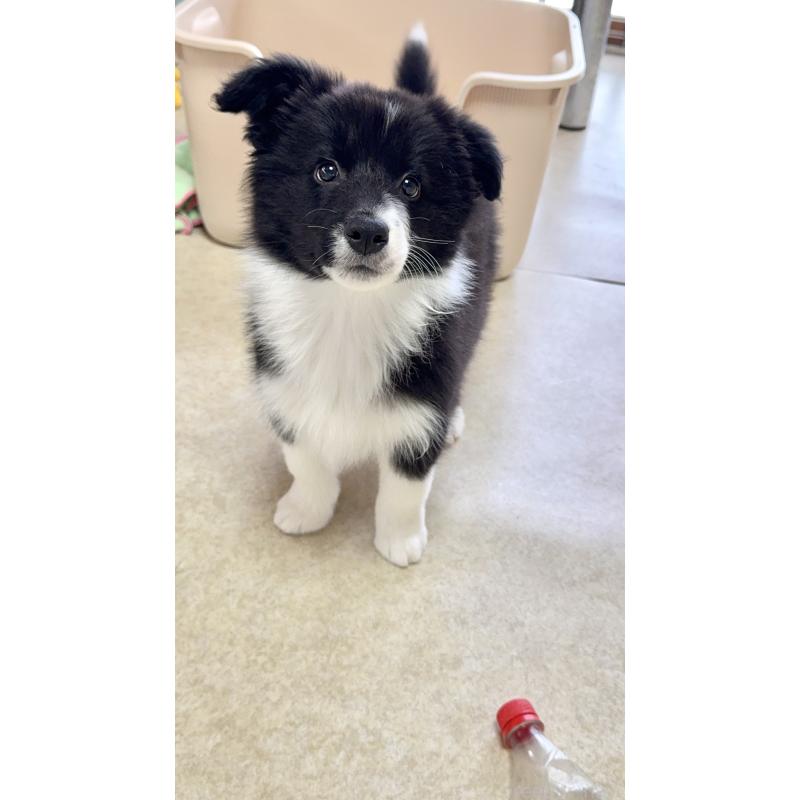 販売中の岐阜県のボーダーコリー-429852の7枚目