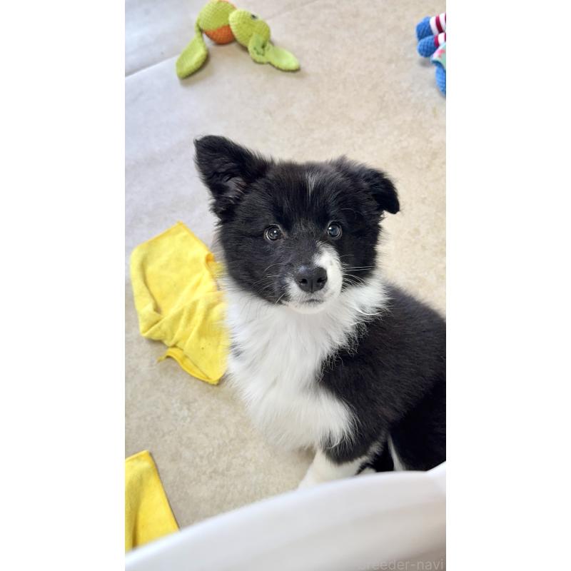 販売中の岐阜県のボーダーコリー-429852の6枚目