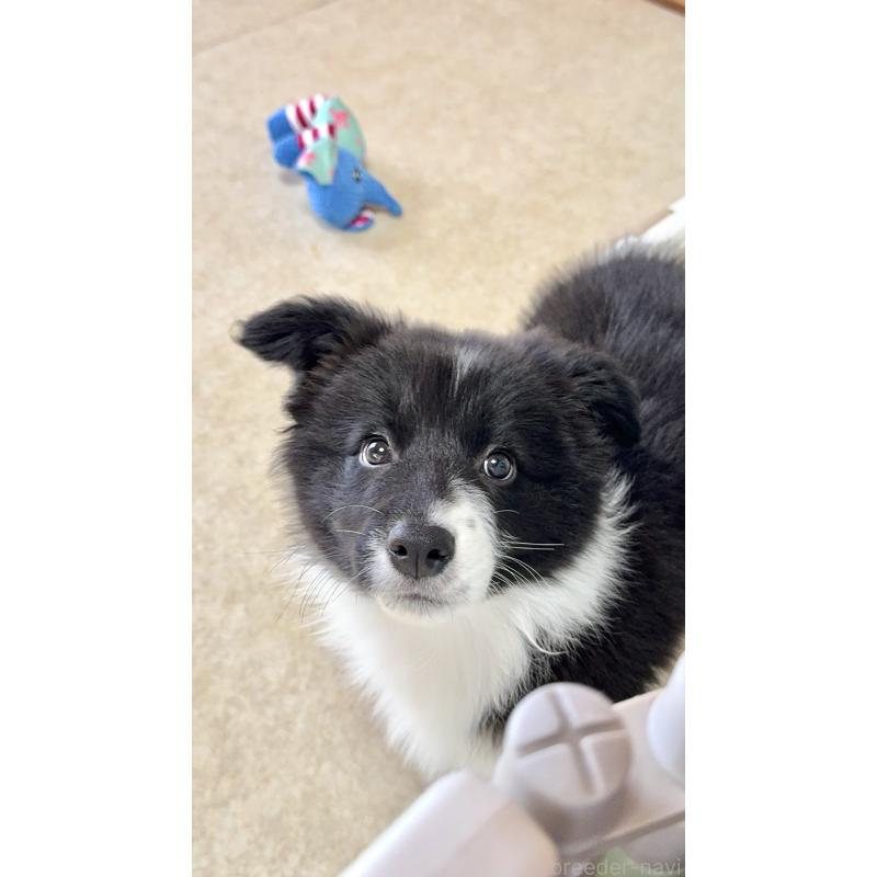 販売中の岐阜県のボーダーコリー-429852の5枚目