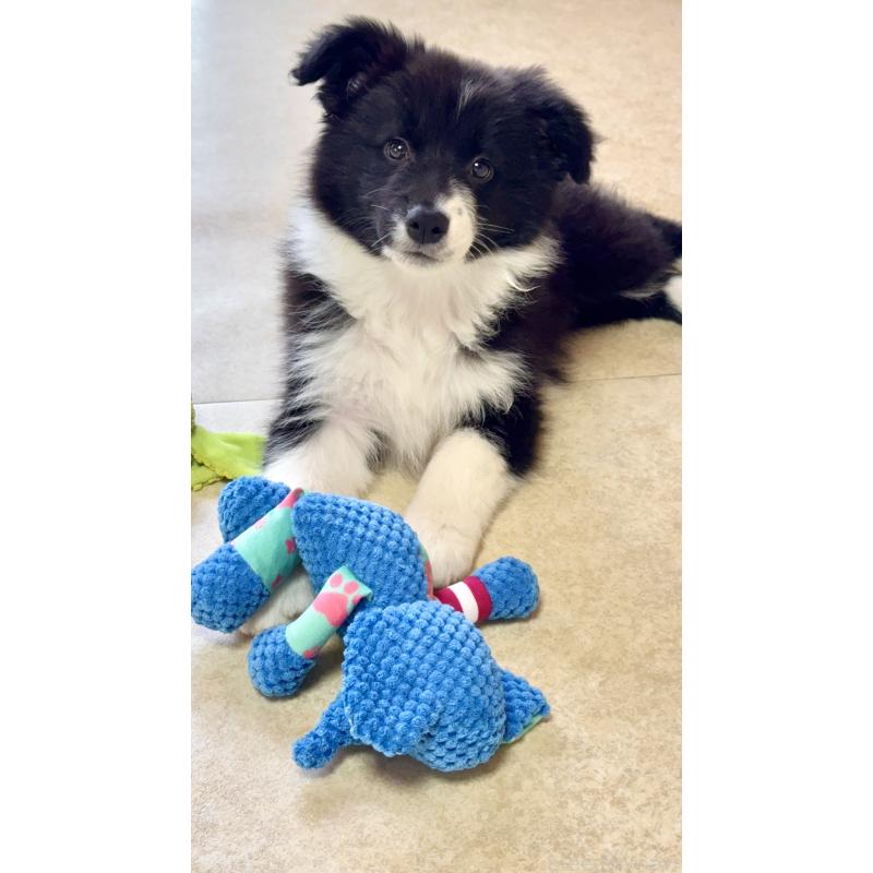 販売中の岐阜県のボーダーコリー-429852の4枚目