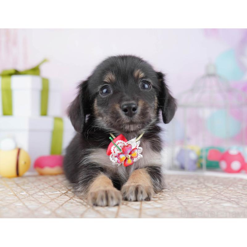 販売中の神奈川県のチワックス:チワワ×ミニチュアダックスフンド-438725の14枚目