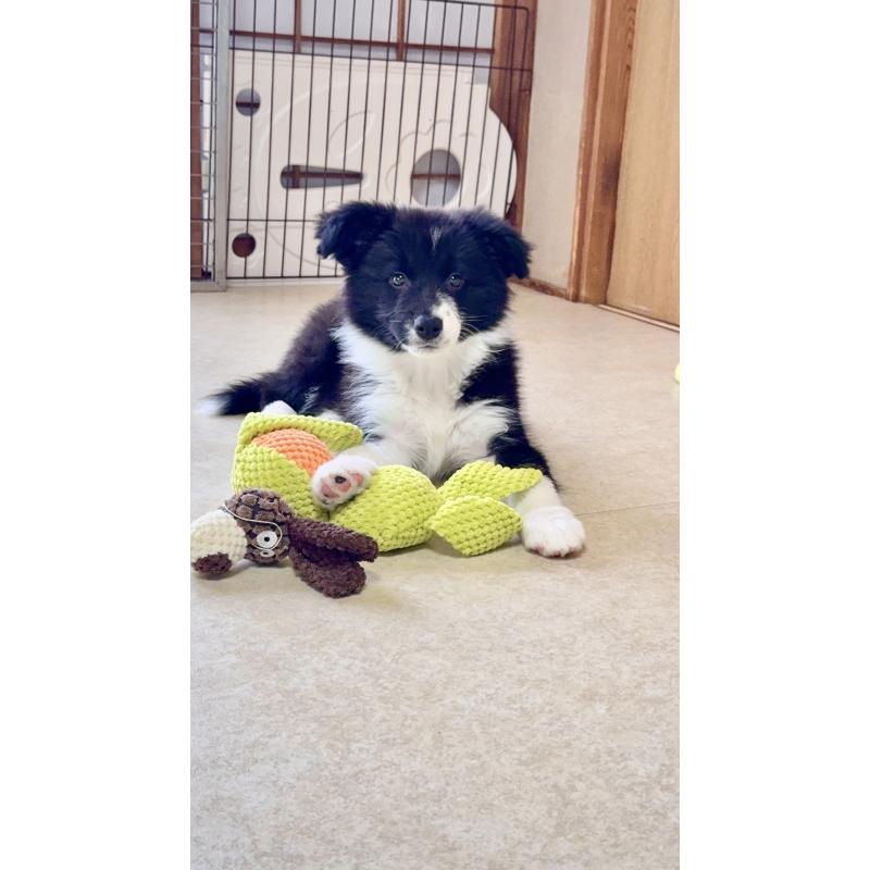 販売中の岐阜県のボーダーコリー-429852の3枚目