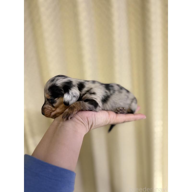 販売中の福岡県のミニチュアダックスフンド(ロングヘアード)-438731の4枚目