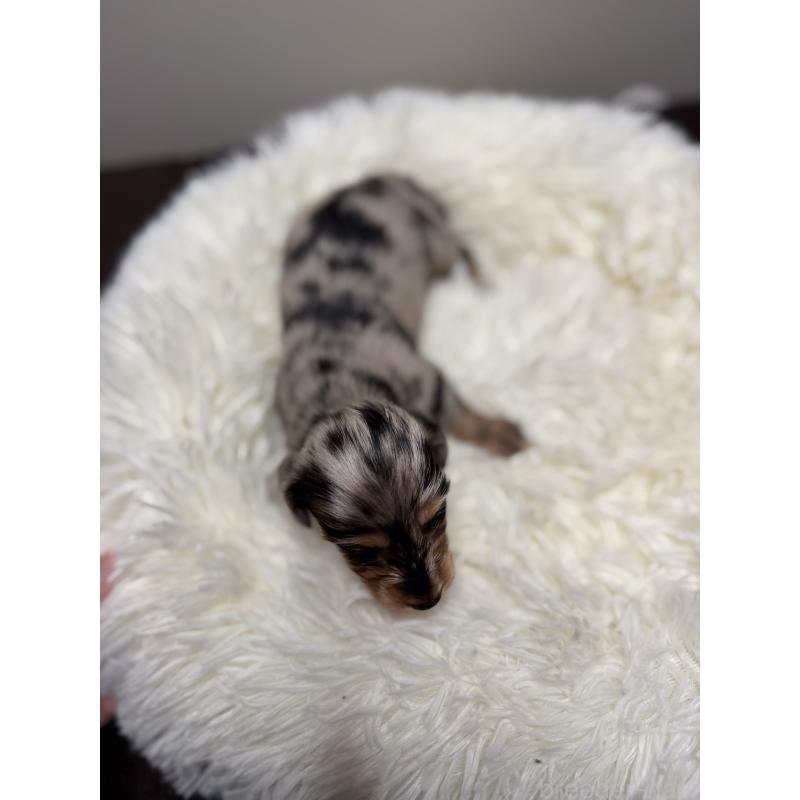 販売中の福岡県のミニチュアダックスフンド(ロングヘアード)-438731の3枚目