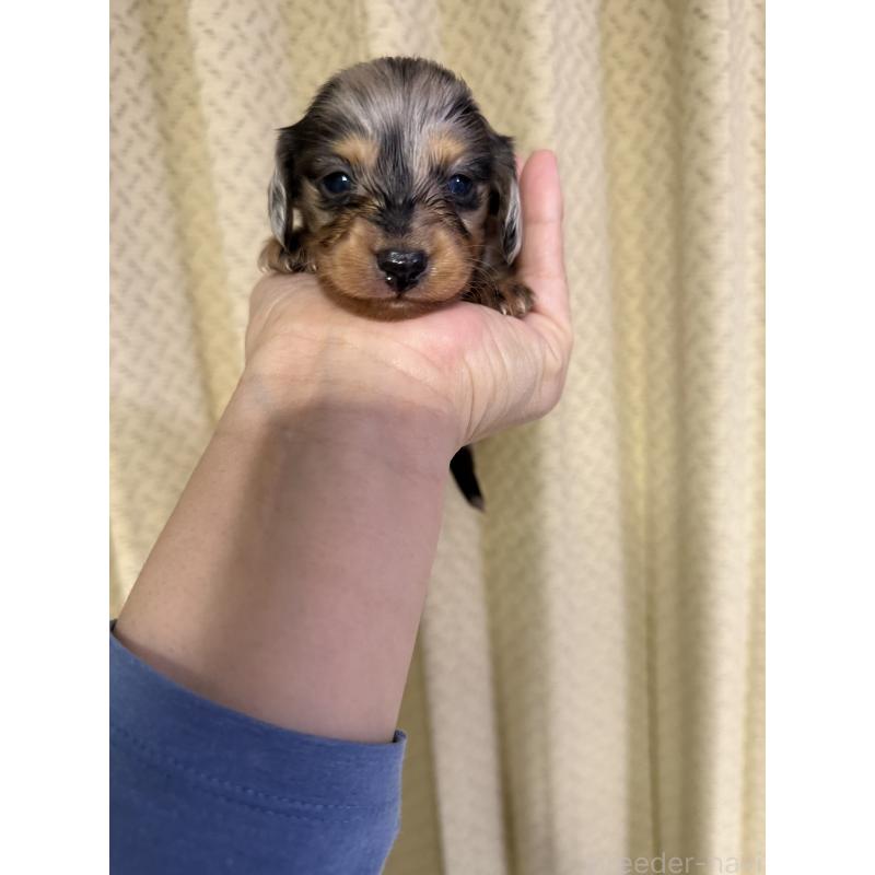 販売中の福岡県のミニチュアダックスフンド(ロングヘアード)-438731の2枚目