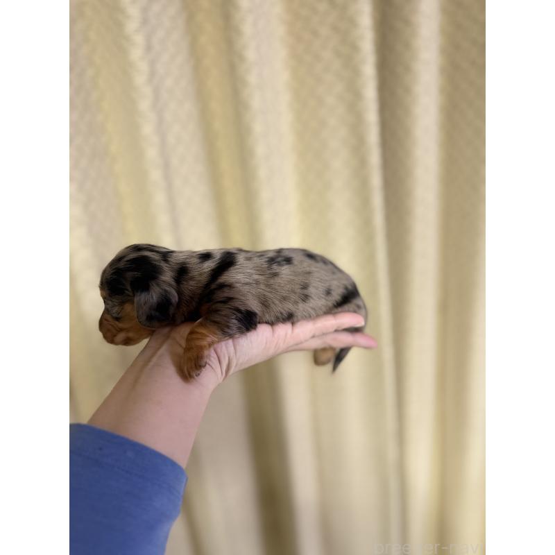 販売中の福岡県のミニチュアダックスフンド(ロングヘアード)-438732の4枚目