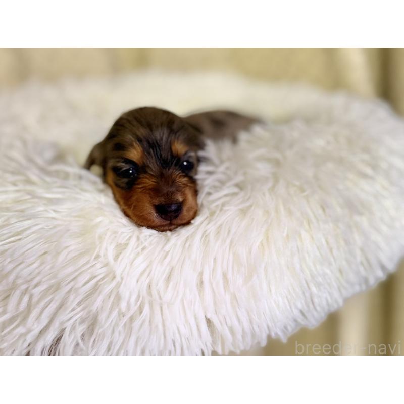 販売中の福岡県のミニチュアダックスフンド(ロングヘアード)-438732の2枚目