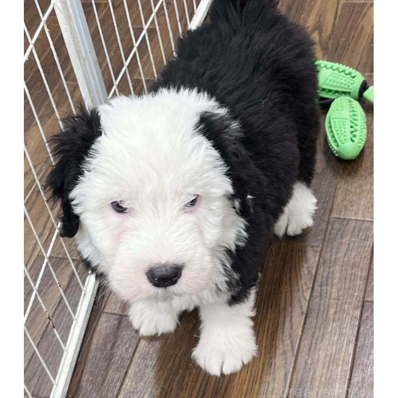 成約済の東京都のオールドイングリッシュシープドッグ-436816の1枚目