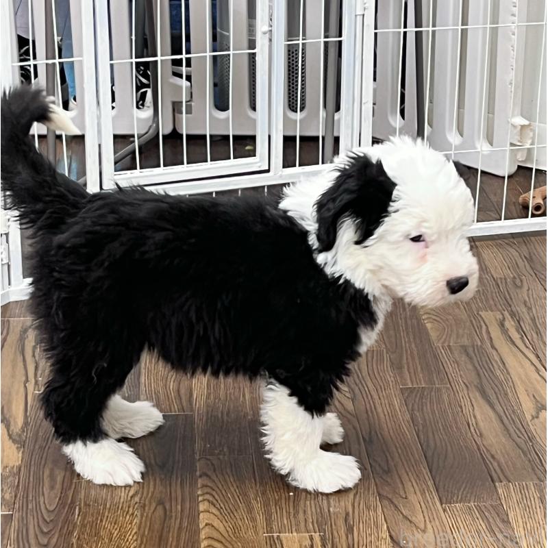 成約済の東京都のオールドイングリッシュシープドッグ-436816の3枚目