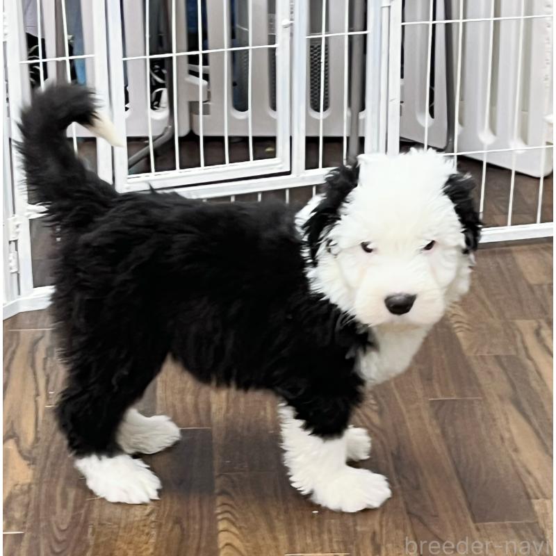 成約済の東京都のオールドイングリッシュシープドッグ-436816の2枚目