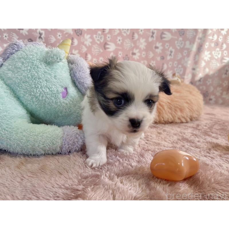 販売中の福岡県のミックス犬-438729の12枚目