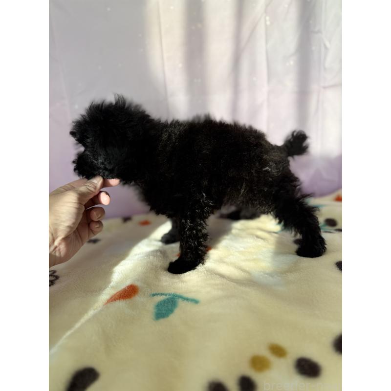 販売中の福岡県のタイニープードル-438806の4枚目