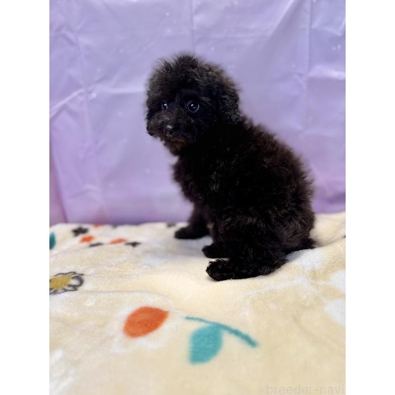 販売中の福岡県のタイニープードル-438807の4枚目