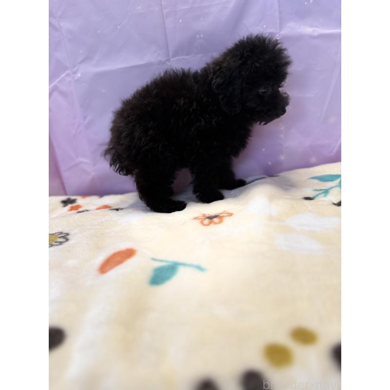 販売中の福岡県のタイニープードル-438807の3枚目