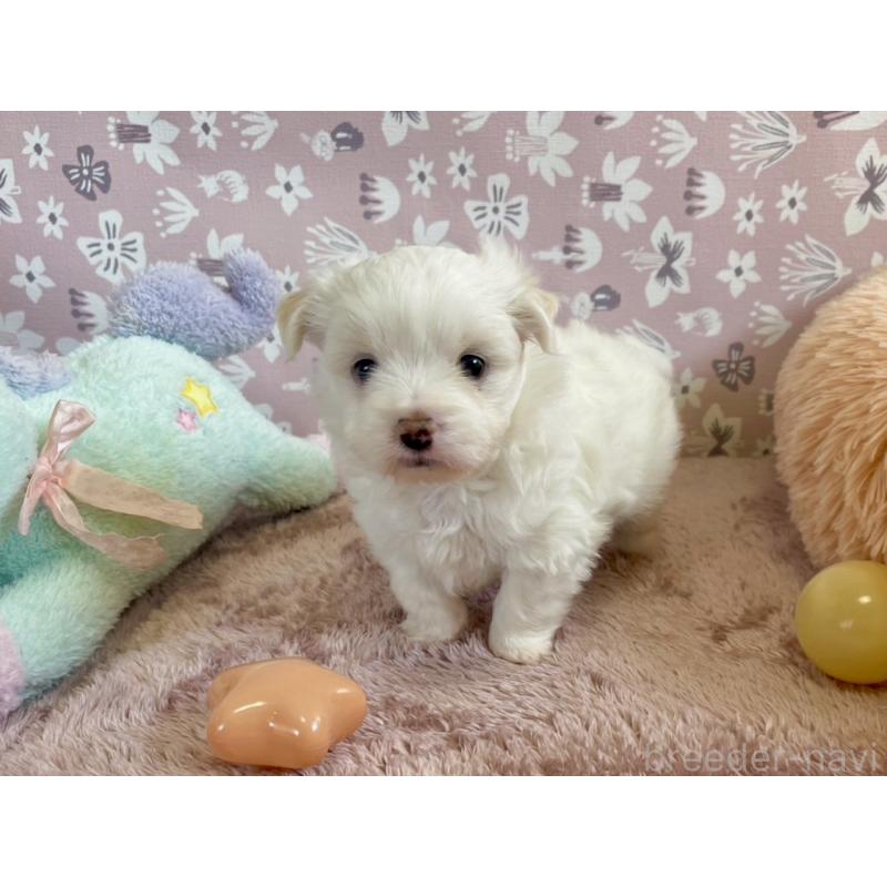 販売中の福岡県のミックス犬-438730の11枚目