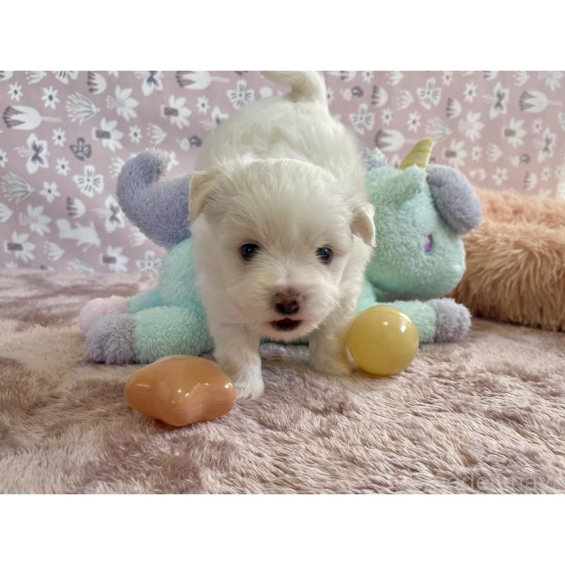 販売中の福岡県のミックス犬-438730の10枚目