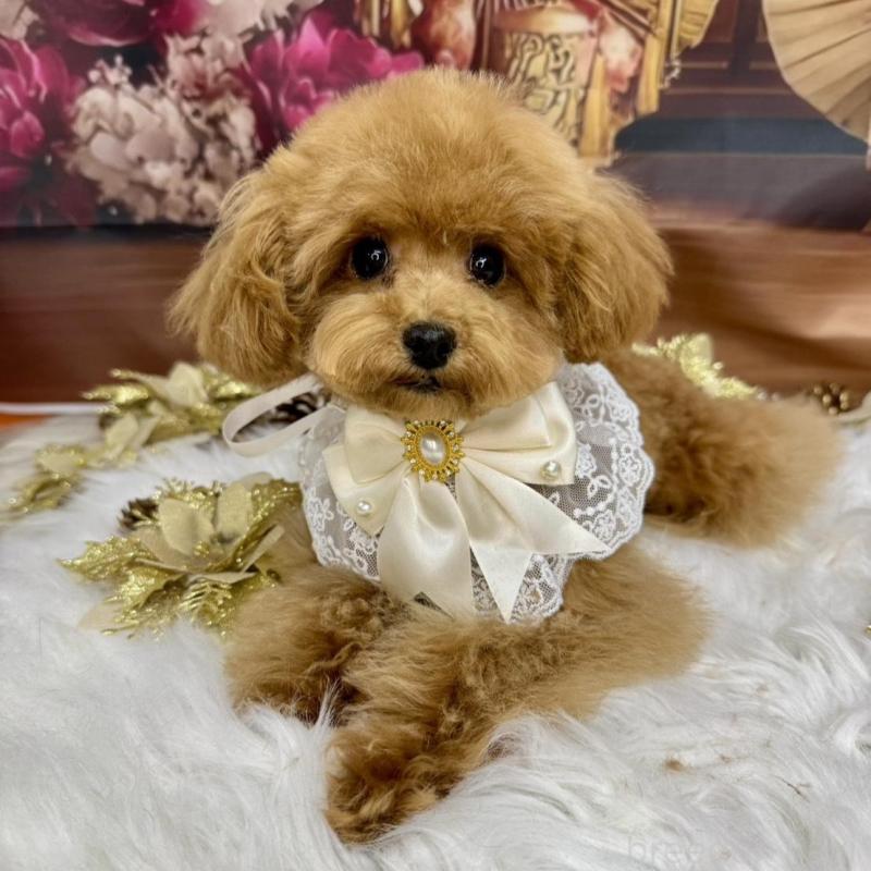 成約済の広島県のティーカッププードル-407515