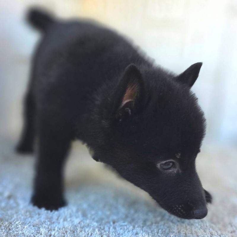 商談中の茨城県のスキッパーキ-431216の23枚目