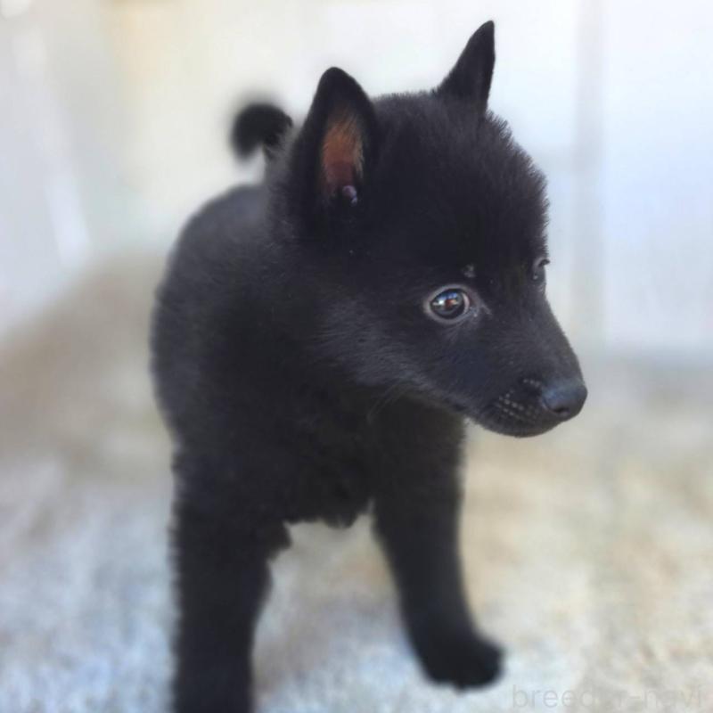 商談中の茨城県のスキッパーキ-431216の21枚目