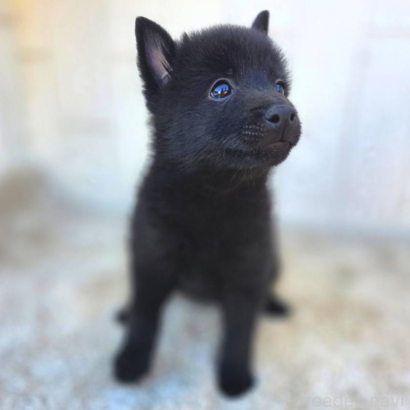 商談中の茨城県のスキッパーキ-431216の20枚目